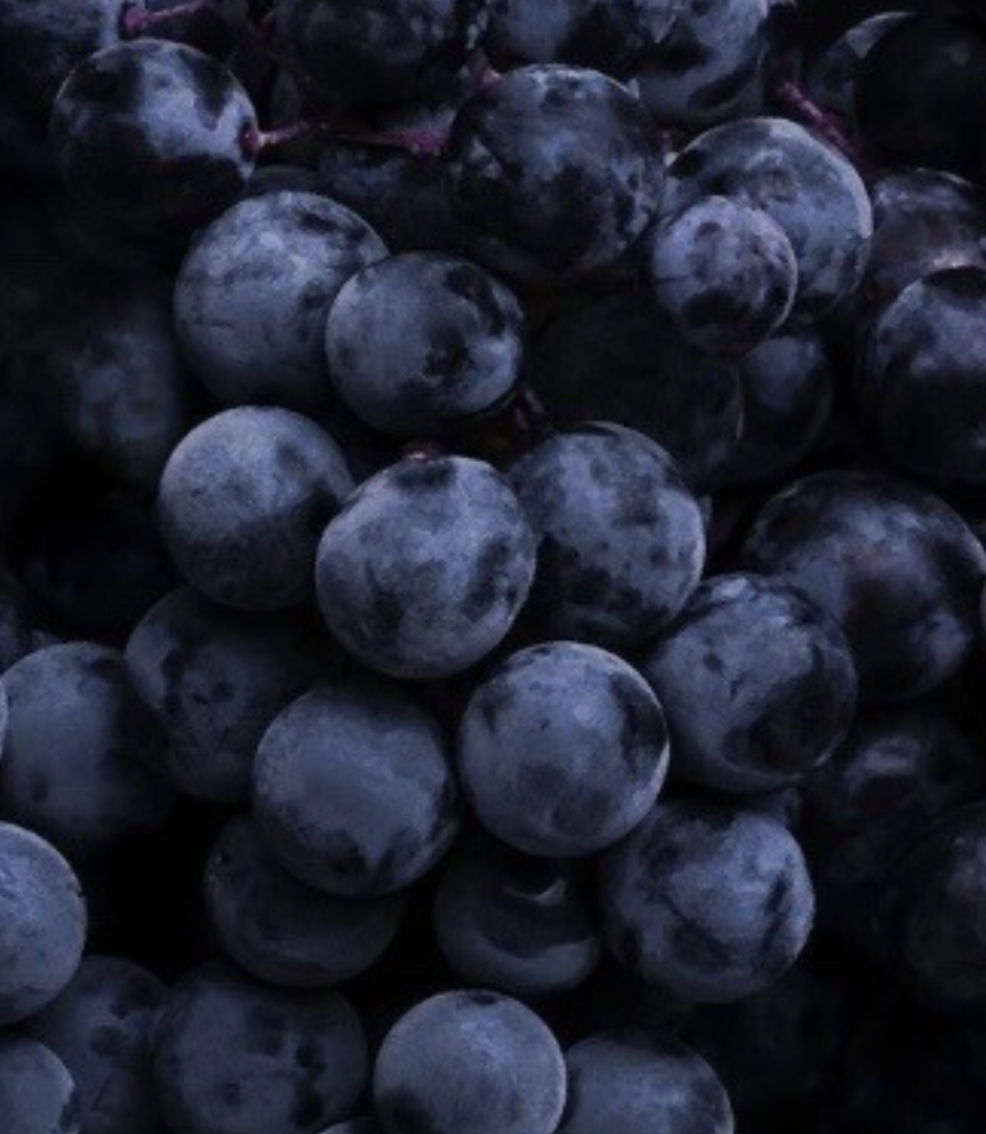 Blueberries. Blank Meme Template