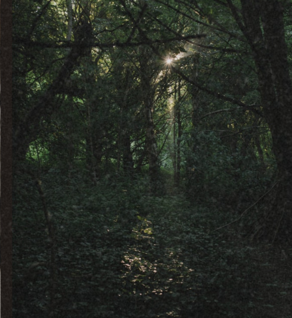 Clearing. Blank Meme Template