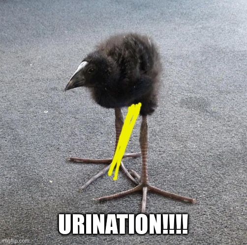 Pukeko chick | URINATION!!!! | image tagged in pukeko chick | made w/ Imgflip meme maker