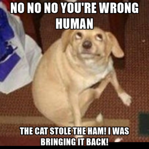 Terrible Liar | image tagged in dogs,funny dogs,liar,blaming the cat,stealing food,cats | made w/ Imgflip meme maker