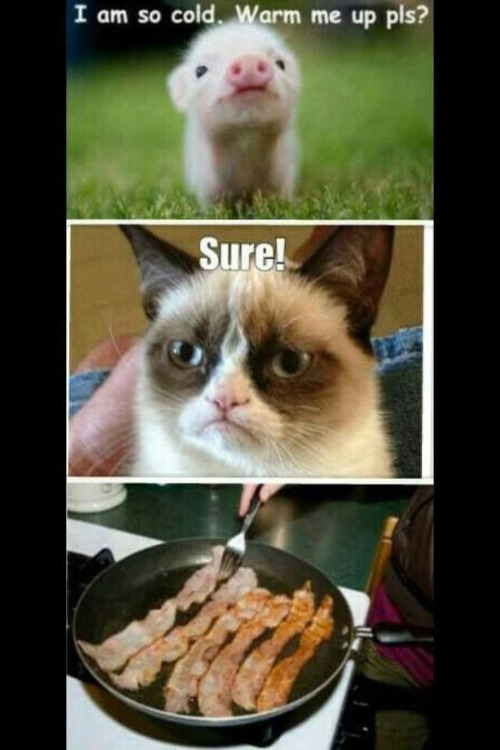 Warmed Up Piggy | image tagged in cats,funny,grumpy cat,bacon,lie,never trust a cat | made w/ Imgflip meme maker