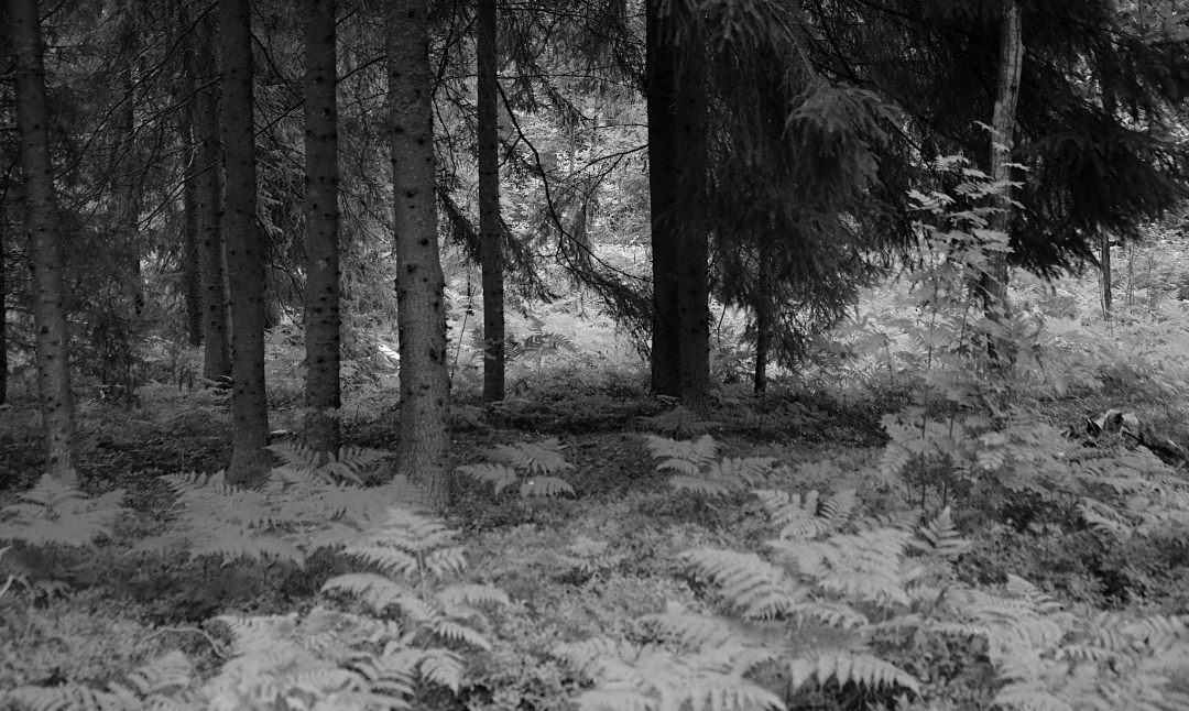 Clearing. Blank Meme Template