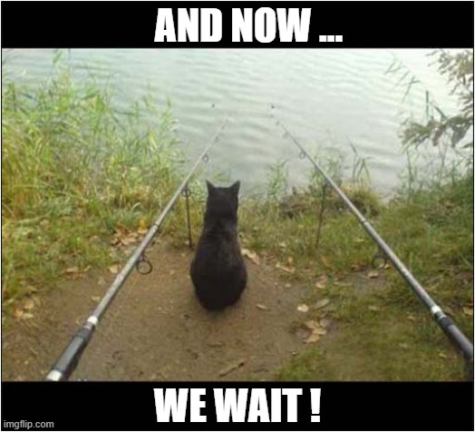 Cat Fishing | AND NOW ... WE WAIT ! | image tagged in cats,fishing,patience | made w/ Imgflip meme maker