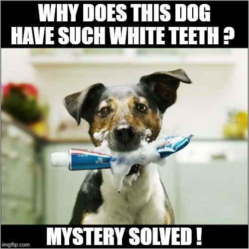 He's A Fan Of Dental Hygiene ! | WHY DOES THIS DOG HAVE SUCH WHITE TEETH ? MYSTERY SOLVED ! | image tagged in dogs,dental hygiene,toothpaste | made w/ Imgflip meme maker