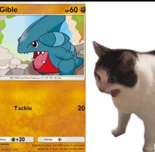 Gato | made w/ Imgflip meme maker