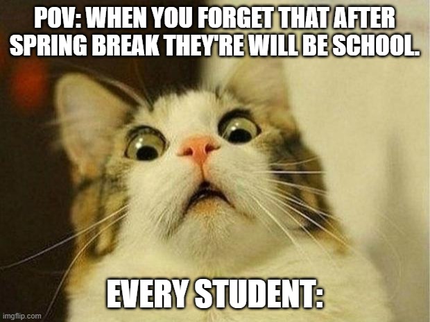 Scared Cat Meme | POV: WHEN YOU FORGET THAT AFTER SPRING BREAK THEY'RE WILL BE SCHOOL. EVERY STUDENT: | image tagged in memes,scared cat | made w/ Imgflip meme maker