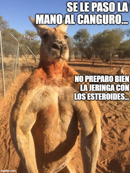 Badass Kangaroo | SE LE PASO LA MANO AL CANGURO... NO PREPARO BIEN LA JERINGA CON LOS ESTEROIDES... | image tagged in badass kangaroo | made w/ Imgflip meme maker