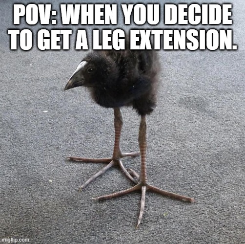 Pukeko chick | POV: WHEN YOU DECIDE TO GET A LEG EXTENSION. | image tagged in pukeko chick | made w/ Imgflip meme maker