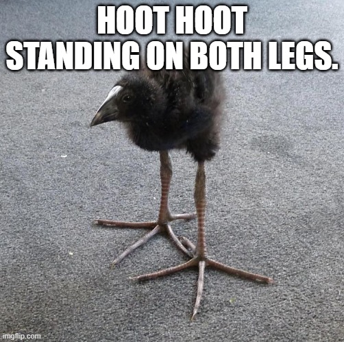 Pukeko chick | HOOT HOOT STANDING ON BOTH LEGS. | image tagged in pukeko chick | made w/ Imgflip meme maker