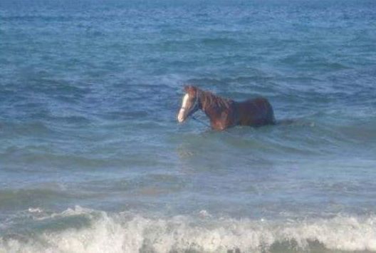 Horse In Water Blank Meme Template