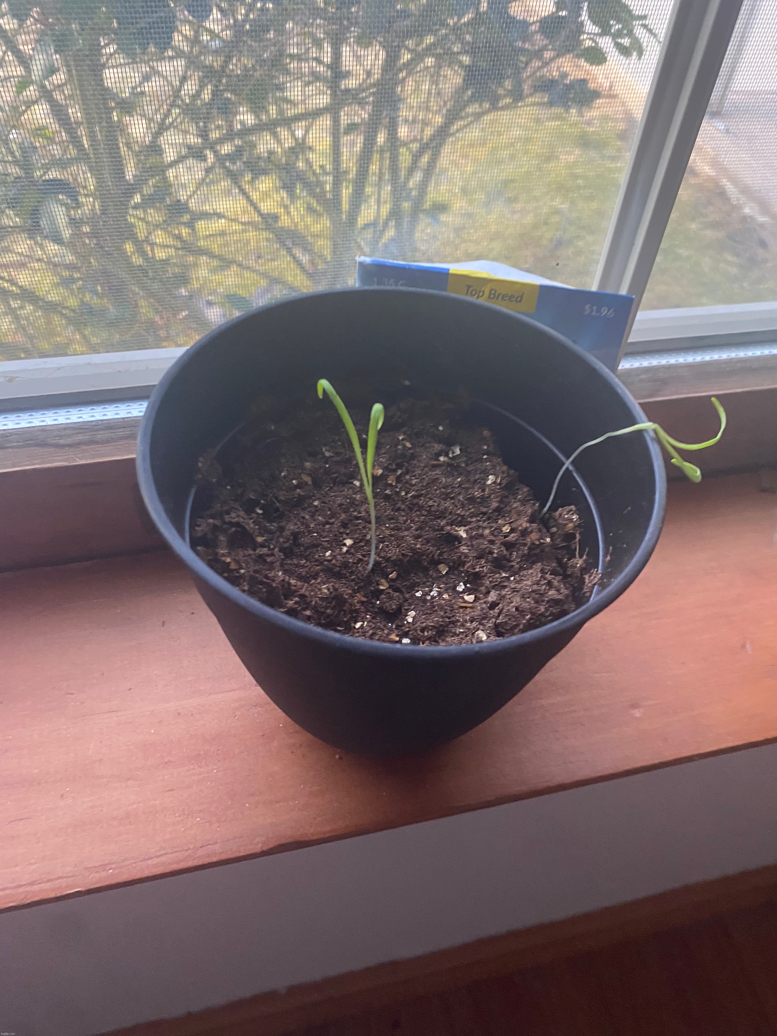 I love my babies (spinach) | made w/ Imgflip meme maker