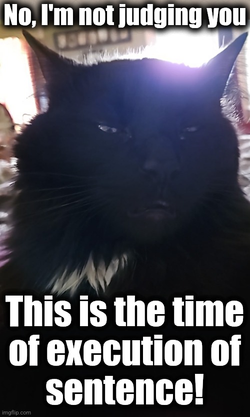 No, I'm not judging you; This is the time
of execution of
sentence! | image tagged in memes,cats,judgement,execution,i judged you when i saw the food bowl was empty | made w/ Imgflip meme maker