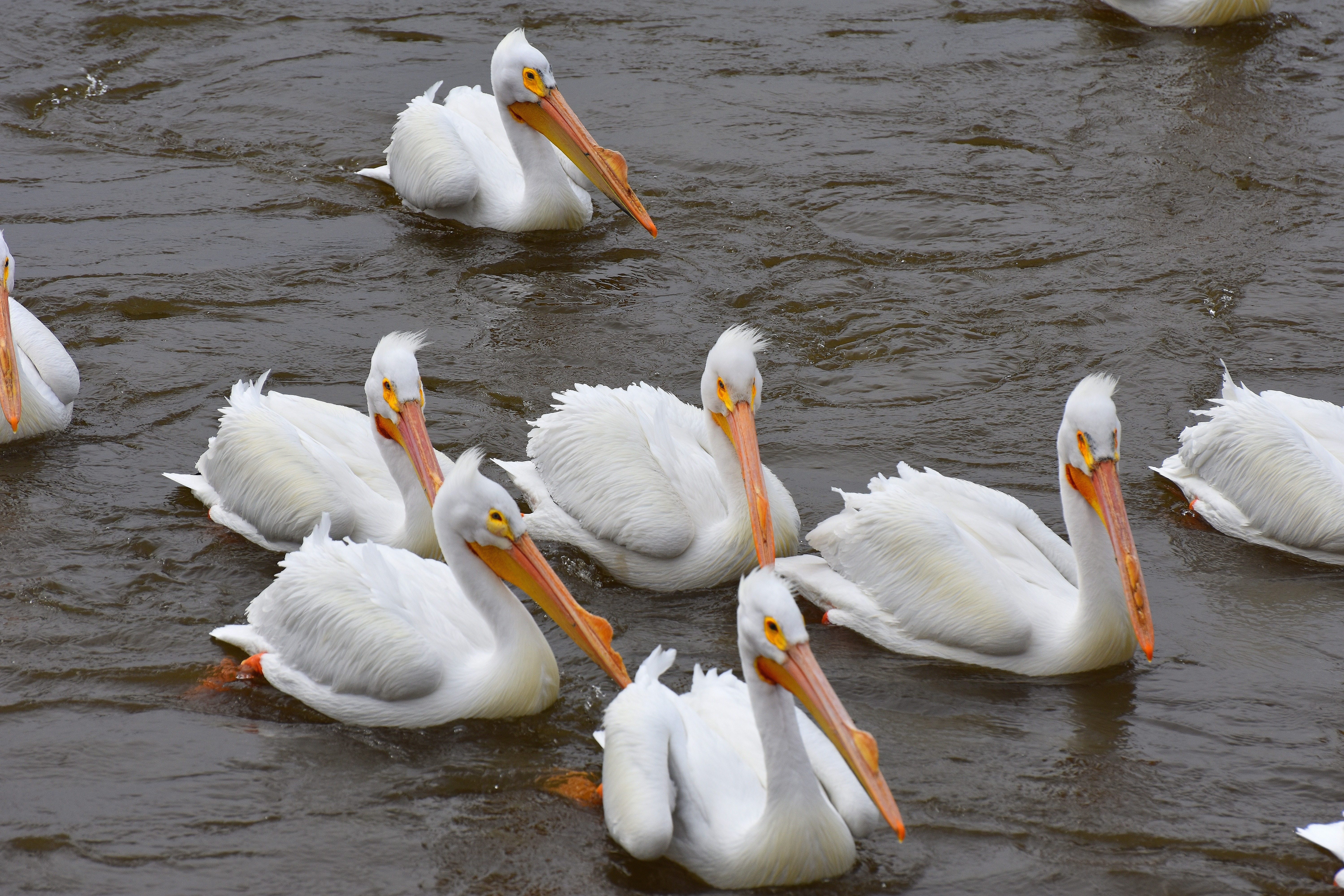 The pelicans have arrived at lock and dam 14 on the Mississippi river | image tagged in great white pelicans,lock and dam 14,kewlew | made w/ Imgflip meme maker