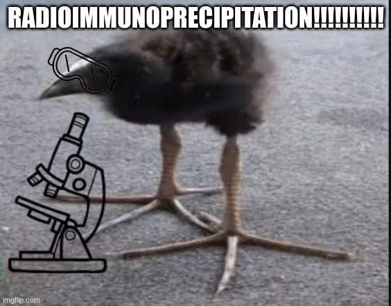 Kiwi Bird | RADIOIMMUNOPRECIPITATION!!!!!!!!!! | image tagged in kiwi bird | made w/ Imgflip meme maker