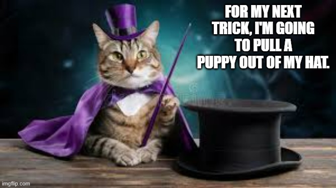 memes by Brad - The magician cats' next trick is to pull a puppy out of his hat | FOR MY NEXT TRICK, I'M GOING TO PULL A PUPPY OUT OF MY HAT. | image tagged in cats,puppy,kitten,dogs,magic,magician | made w/ Imgflip meme maker