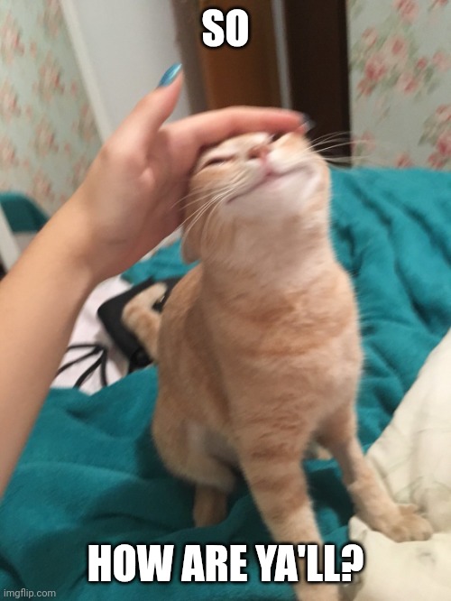 I applied for a scholarship today! | SO; HOW ARE YA'LL? | image tagged in cat pat | made w/ Imgflip meme maker