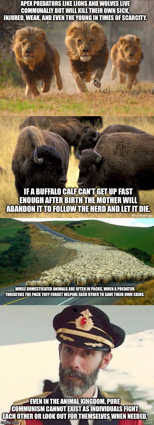 APEX PREDATORS LIKE LIONS AND WOLVES LIVE COMMUNALLY BUT WILL KILL THEIR OWN SICK, INJURED, WEAK, AND EVEN THE YOUNG IN TIMES OF SCARCITY. IF A BUFFALO CALF CAN’T GET UP FAST ENOUGH AFTER BIRTH THE MOTHER WILL ABANDON IT TO FOLLOW THE HERD AND LET IT DIE. WHILE DOMESTICATED ANIMALS ARE OFTEN IN PACKS, WHEN A PREDATOR THREATENS THE PACK THEY FORGET HELPING EACH OTHER TO SAVE THEIR OWN SKINS. EVEN IN THE ANIMAL KINGDOM, PURE COMMUNISM CANNOT EXIST AS INDIVIDUALS FIGHT EACH OTHER OR LOOK OUT FOR THEMSELVES WHEN NEEDED. | image tagged in lions lookin for a dentist,buffalo support,sheep,captain obvious | made w/ Imgflip meme maker