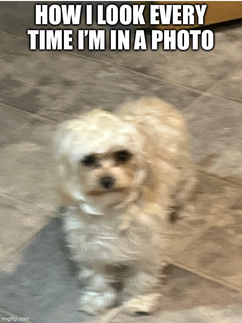 Goofy Dog | HOW I LOOK EVERY TIME I’M IN A PHOTO | image tagged in goofy dog | made w/ Imgflip meme maker