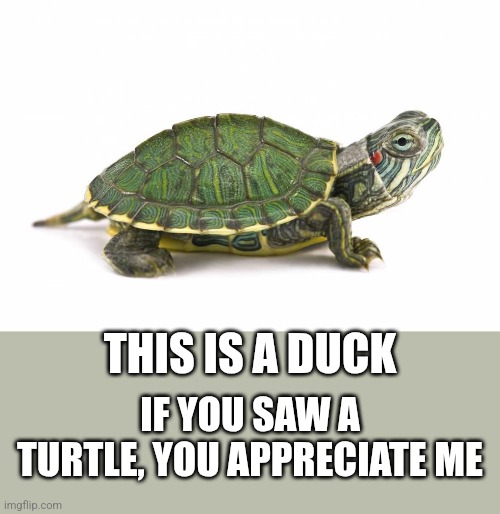 Turtle | THIS IS A DUCK; IF YOU SAW A TURTLE, YOU APPRECIATE ME | image tagged in turtle | made w/ Imgflip meme maker