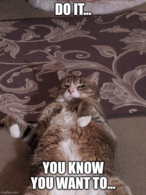 Tummy Rub Tabby | DO IT... YOU KNOW YOU WANT TO... | image tagged in tummy rub tabby | made w/ Imgflip meme maker