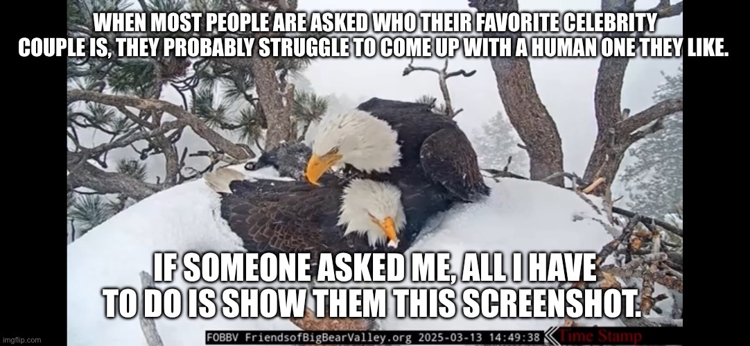 My Favorite Celebrity Couple | WHEN MOST PEOPLE ARE ASKED WHO THEIR FAVORITE CELEBRITY COUPLE IS, THEY PROBABLY STRUGGLE TO COME UP WITH A HUMAN ONE THEY LIKE. IF SOMEONE ASKED ME, ALL I HAVE TO DO IS SHOW THEM THIS SCREENSHOT. | image tagged in animals,bald eagle | made w/ Imgflip meme maker