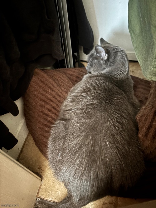 He just kinda sits in my closet all day | made w/ Imgflip meme maker