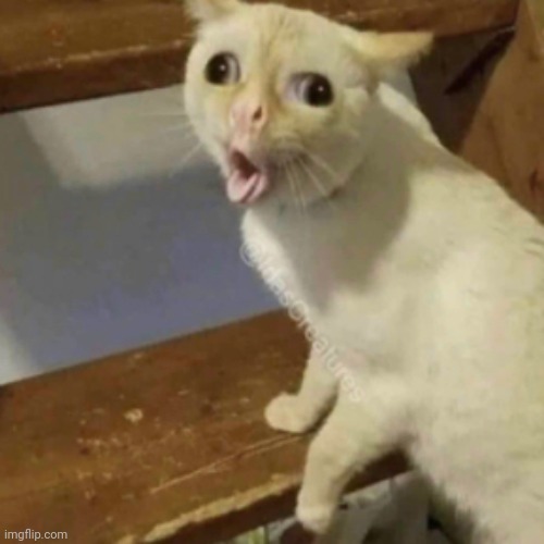 My cat | image tagged in my cat | made w/ Imgflip meme maker
