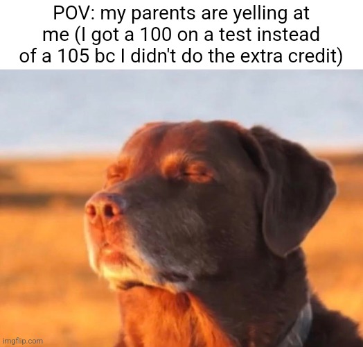 Dawg | POV: my parents are yelling at me (I got a 100 on a test instead of a 105 bc I didn't do the extra credit) | image tagged in dog accepting fate,relatable,school | made w/ Imgflip meme maker