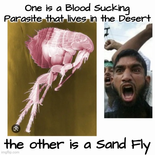 Our World's Biggest Problem | One is a Blood Sucking Parasite that lives in the Desert; the other is a Sand Fly | image tagged in arab,leech,beware,parasites,the russians did it,well yes but actually no | made w/ Imgflip meme maker