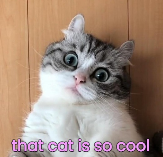 that cat is so cool | made w/ Imgflip meme maker