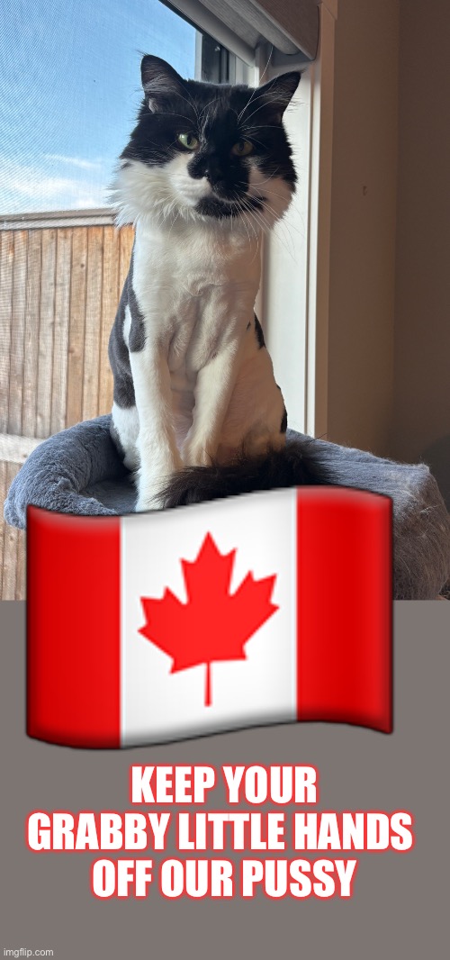 Kitty grab | 🇨🇦; KEEP YOUR GRABBY LITTLE HANDS 

OFF OUR PUSSY | made w/ Imgflip meme maker