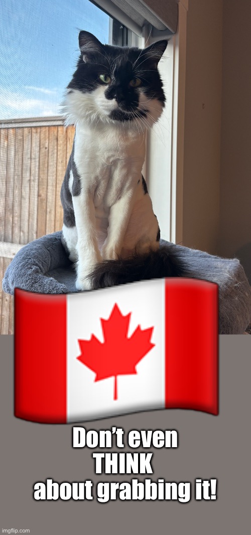 Kitty grab | 🇨🇦; Don’t even THINK 
about grabbing it! | made w/ Imgflip meme maker