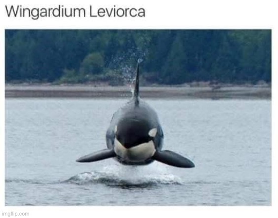 LeviORca | image tagged in wingardium,spell | made w/ Imgflip meme maker