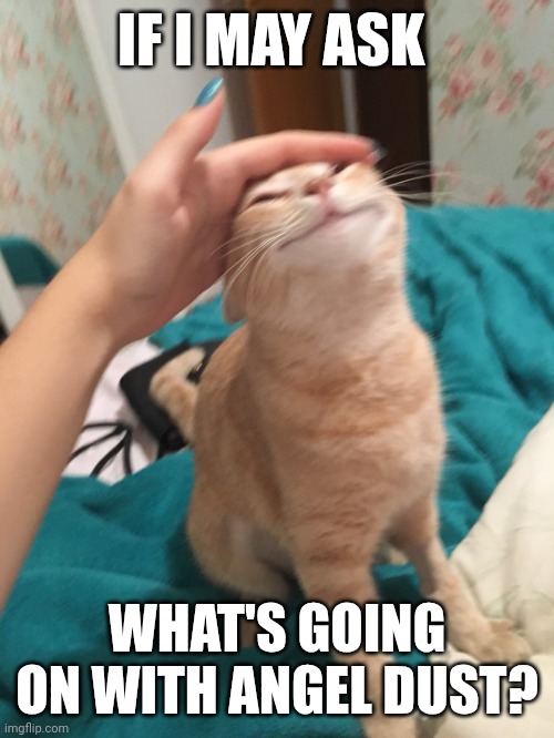 ??????? | IF I MAY ASK; WHAT'S GOING ON WITH ANGEL DUST? | image tagged in cat pat | made w/ Imgflip meme maker