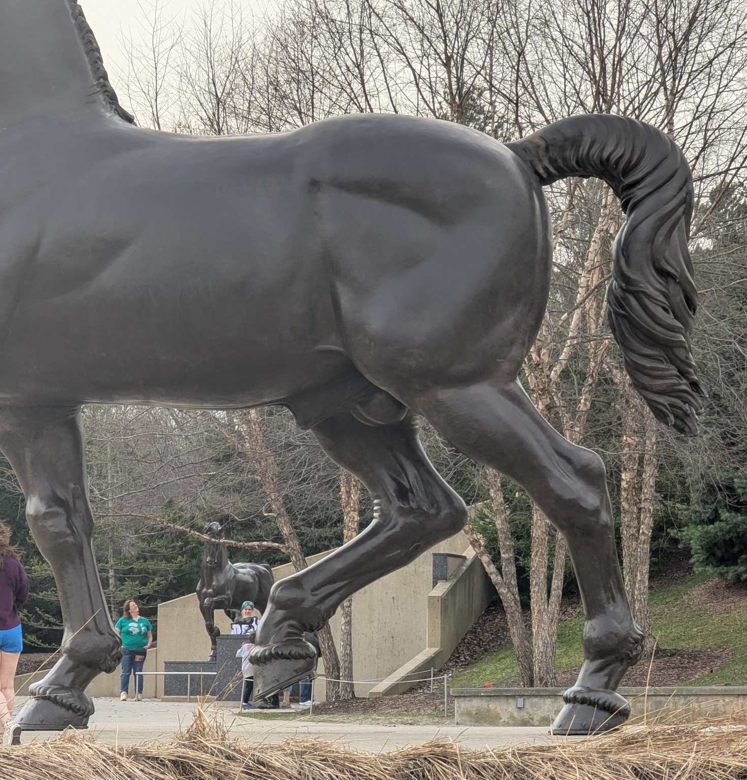 Horse's Ass Blank Meme Template