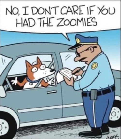 Where are the Cops at 2am? | image tagged in cats | made w/ Imgflip meme maker