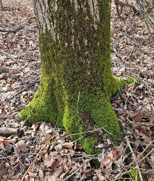 MOSS IS GROWING | image tagged in moss,trees,woods,nature | made w/ Imgflip meme maker