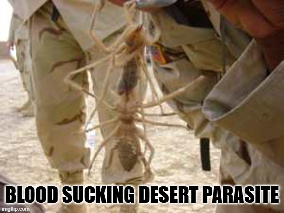 camel spider | BLOOD SUCKING DESERT PARASITE | image tagged in camel spider | made w/ Imgflip meme maker