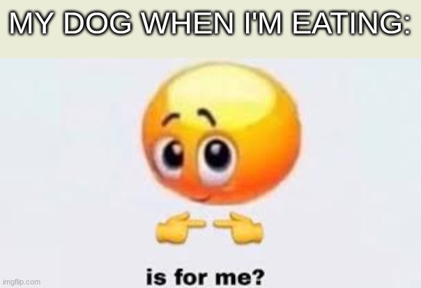 My dog | MY DOG WHEN I'M EATING: | image tagged in is for me | made w/ Imgflip meme maker