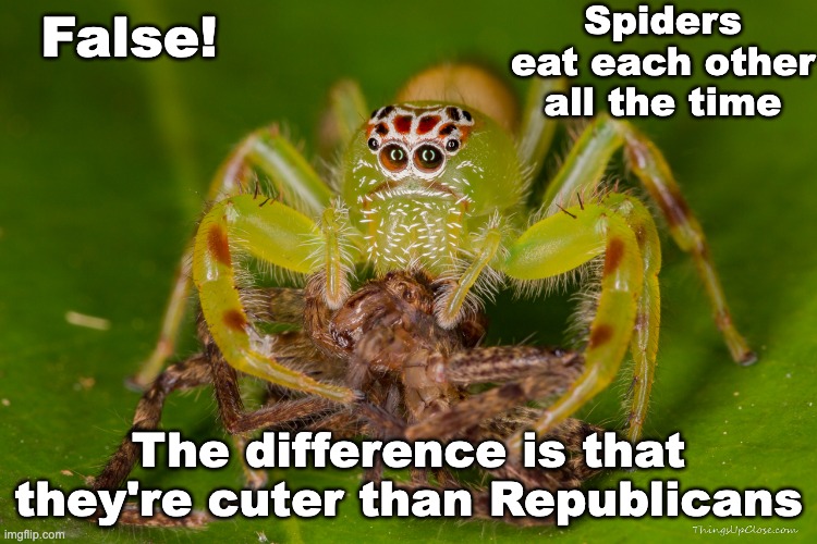 False! The difference is that they're cuter than Republicans Spiders eat each other all the time | made w/ Imgflip meme maker