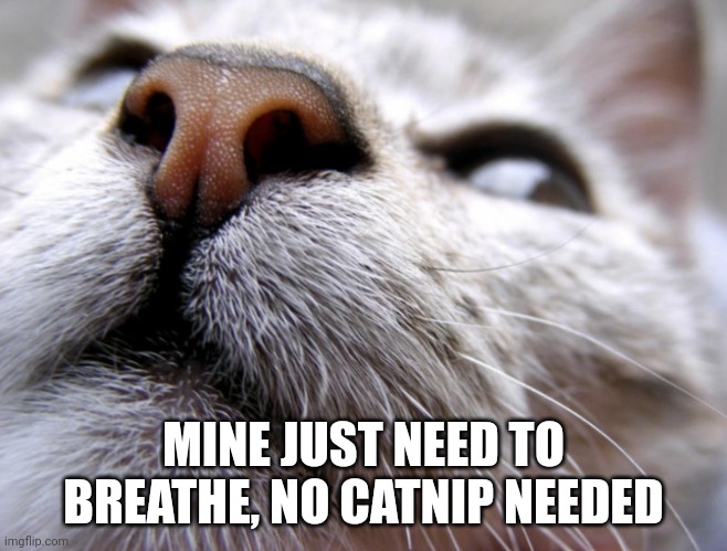 MINE JUST NEED TO BREATHE, NO CATNIP NEEDED | made w/ Imgflip meme maker