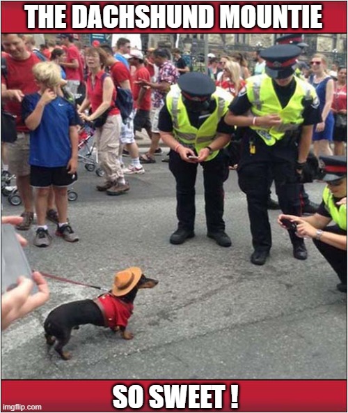 A Canadian Police Dog | THE DACHSHUND MOUNTIE; SO SWEET ! | image tagged in dogs,dachshund,canadian,police dogs | made w/ Imgflip meme maker