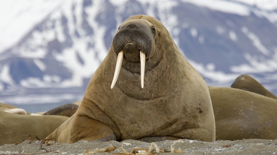 Day 1 of walrus | made w/ Imgflip meme maker