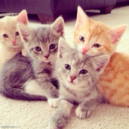 here's some eye bleach | image tagged in cute kitten group | made w/ Imgflip meme maker