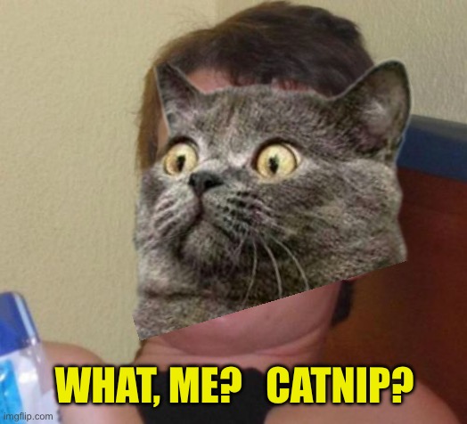 WHAT, ME?   CATNIP? | image tagged in memes,10 guy | made w/ Imgflip meme maker