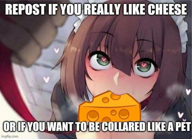 repost if you really like cheese Blank Meme Template