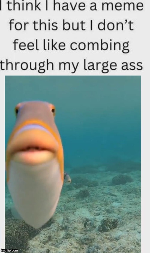 Fish | made w/ Imgflip meme maker