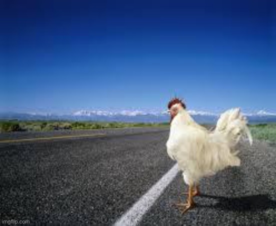 Why the chicken Cross the road | image tagged in why the chicken cross the road | made w/ Imgflip meme maker