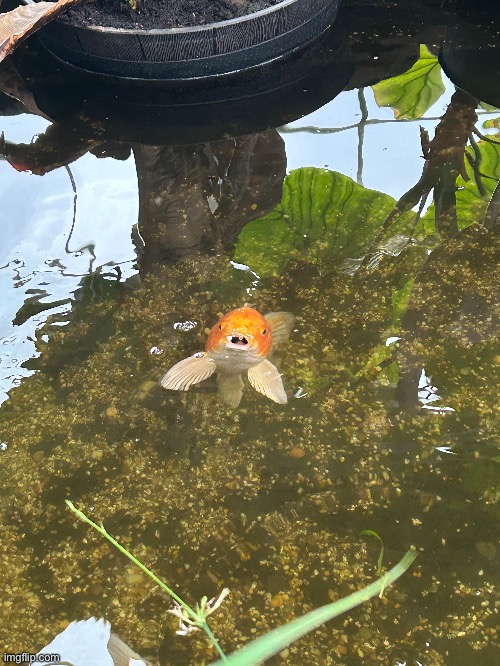 Gulb | made w/ Imgflip meme maker