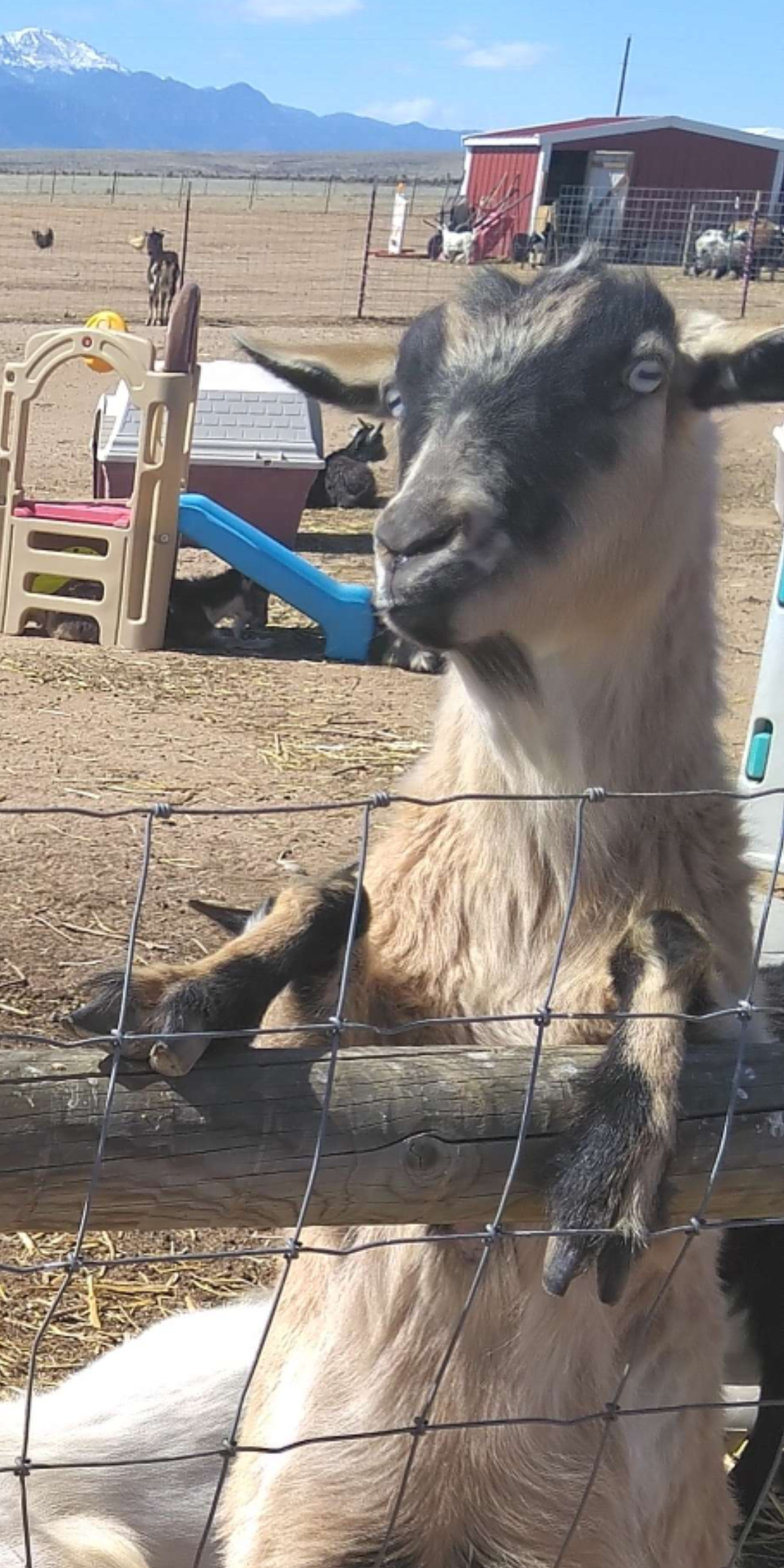 chilling goat Blank Meme Template